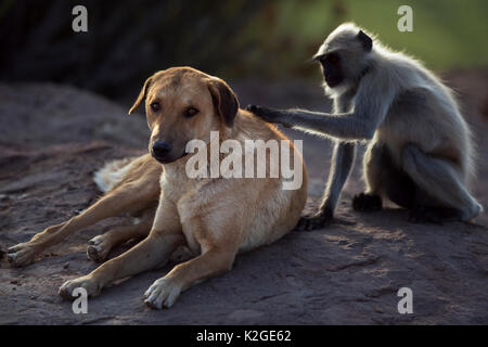 Southern plains grey langur / Hanuman langur (Semnopithecus dussumieri) female grooming a domestic dog. Jodhpur, Rajasthan, India. March. Stock Photo