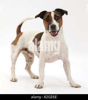 Jack Russell terrier dog. Stock Photo