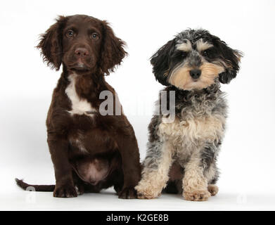 Tricolour merle Daxie-doodle dog, Dachshund cross Poodle, and chocolate Cocker Spaniel. Stock Photo