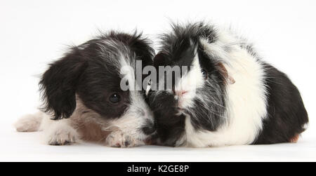 Black-and-white Jack-a-poo, Jack Russell cross Poodle dog pup, 8 weeks old, and black and white guinea pig. Black-and-white Jack-a-poo, Jack Russell cross Poodle dog pup, 8 weeks old, and black and white guinea pig.