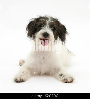 Black-and-white Jack-a-poo, Jack Russell cross Poodle puppy, Stock Photo