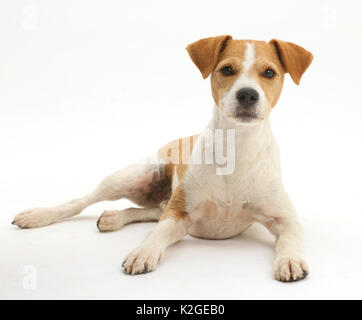 Jack russell terrier, Bobby, lying with head up. Stock Photo