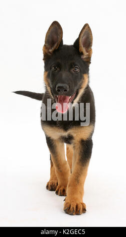 German Shepherd Dog puppy age 8 weeks walking Stock Photo Alamy