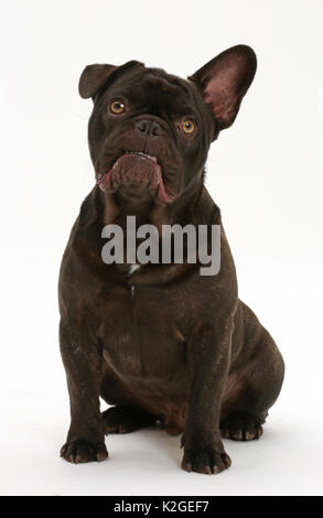 French Bulldog, Bentley, sitting. Stock Photo
