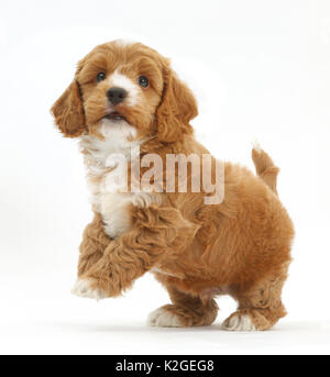 Cockapoo, Cocker spaniel cross Poodle puppy on hind legs. Stock Photo