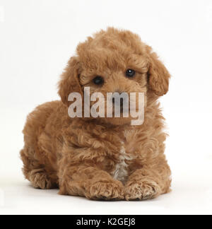 Toy goldendoodle (F1b) golden retriever cross toy Poodle puppy. Stock Photo