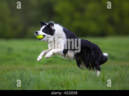 Black and white border collie running with ball, Hampstead Heath, England, UK. Stock Photo