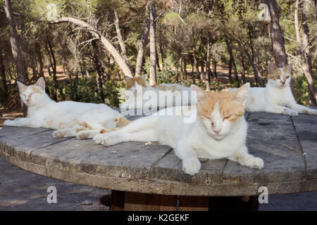 Feral Domestic cats (Felis catus) resting on an old cable drum in a forest clearing, Plaka, Kos, Dodecanese Islands, Greece, August. Stock Photo
