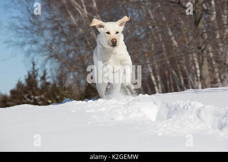 Yellow Labrador retriever running in fresh snow against a backdrop of birches, Clinton, Connecticut, USA Stock Photo