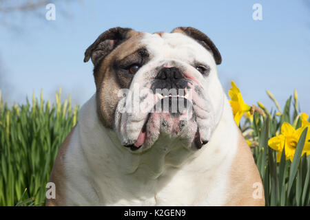 English Bulldog in daffodils, Waterford, Connecticut, USA Stock Photo