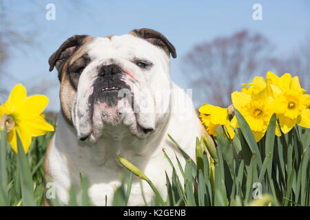 English Bulldog in daffodils, Waterford, Connecticut, USA Stock Photo