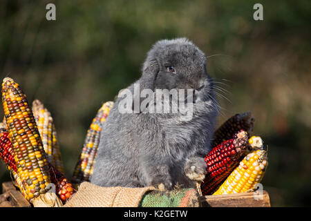 Holland Lop rabbit among oak leaves and Indian corn, Newington, Connecticut, USA Stock Photo