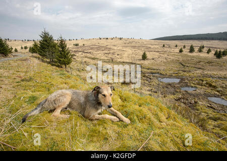 Project Officer Dave Bavin's dog Bryn  at potential release sites for Pine Marten Recovery Project, Vincent Wildlife Trust, Ceredigion, Wales, UK 2015 Stock Photo