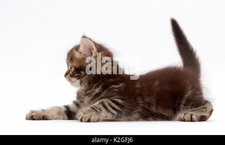 Tabby Persian-cross kitten, age 7 weeks. Stock Photo