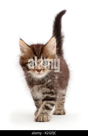 Tabby Persian-cross kitten, age 7 weeks, walking. Stock Photo