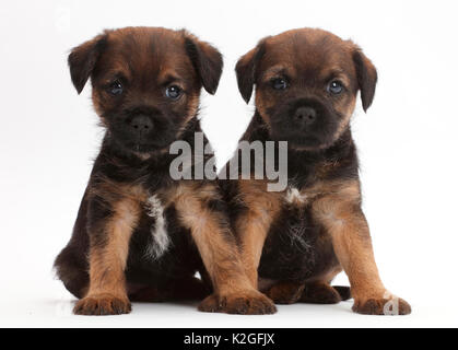 Border Terrier puppies, age 5 weeks. Stock Photo