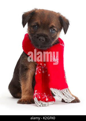 Border Terrier puppy, age 5 weeks, wearing red Christmas scarf. Stock Photo
