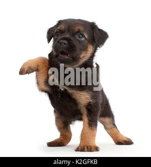 Border Terrier puppy, age 5 weeks, with raised paw. Stock Photo