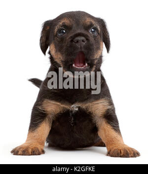 Border Terrier puppy, age 5 weeks. Stock Photo