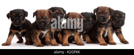 Seven Border Terrier puppies in a line / row , age 5 weeks. Stock Photo