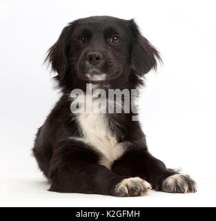 Black-and-white rescue dog puppy. Stock Photo