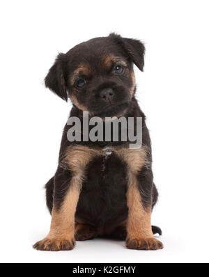 Border Terrier puppy, age 5 weeks. Stock Photo