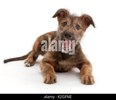 Brindle Lurcher dog puppy lying head up. Stock Photo