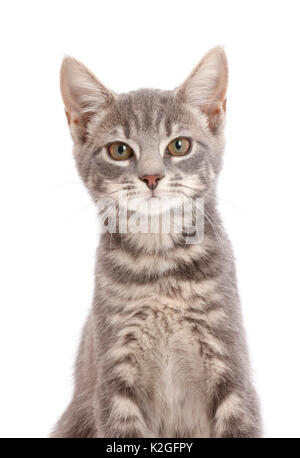 Grey tabby kitten. Stock Photo