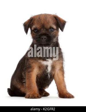 Border Terrier puppy, age 8 weeks. Stock Photo