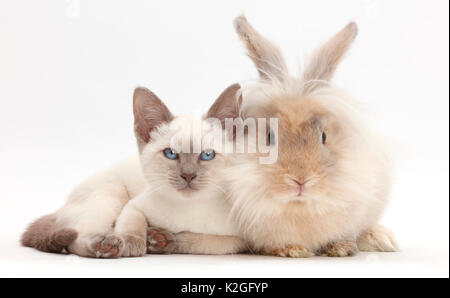 Blue-point kitten with fluffy rabbit. Stock Photo