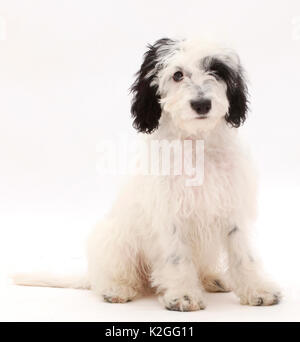 Black-and-white Cockapoo puppy. Stock Photo