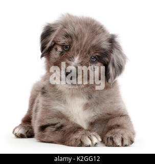 Mini American Shepherd puppy lying with head up. Stock Photo