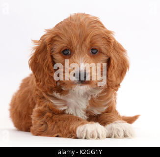 Red Toy Cockapoo puppy. Stock Photo
