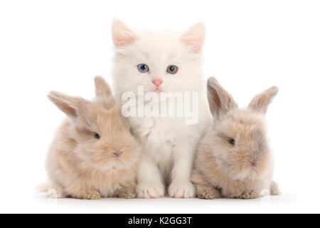 White kitten and young rabbits. Stock Photo