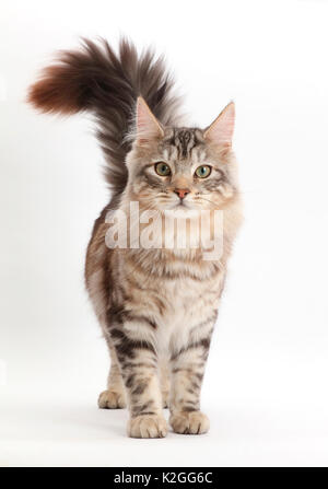 トップス MIXTA TABBY CAT WALKKING TRAIL CN SWEAT Tabby Trail Collection – Cancel Couture