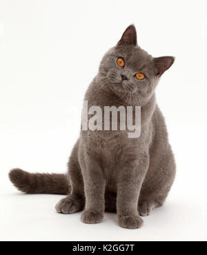 Blue British Shorthair cat sitting.