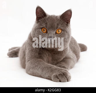 Blue British Shorthair cat. Stock Photo