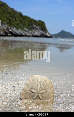 Sand Dollar Echinodiscus bisperforatus On Thailand Beach Stock Photo