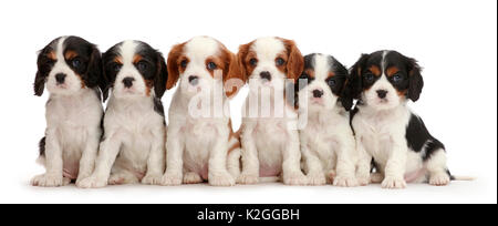 Six Cavalier King Charles Spaniel puppies, four tricolour and two blenheim colours. sitting in a row. Stock Photo