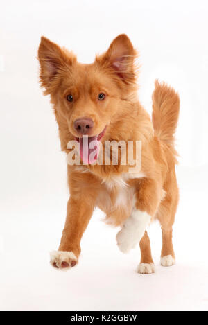 Nova Scotia Duck Tolling Retriever dog, age 6 months, leaping forward. Stock Photo