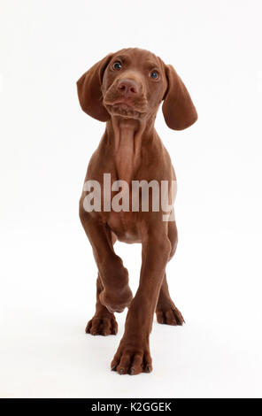 Pointer puppy portrait. Stock Photo