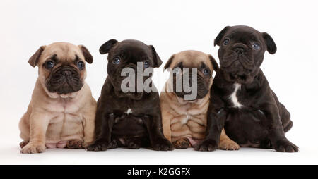 Four French Bulldog puppies sitting in a row / line, age 5 weeks Stock Photo