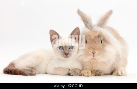 Blue-point kitten with rabbit. Stock Photo