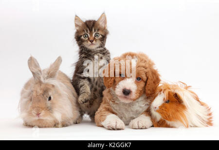 Tabby kitten, Goldendoodle puppy, rabbit, and Guinea pig. Stock Photo