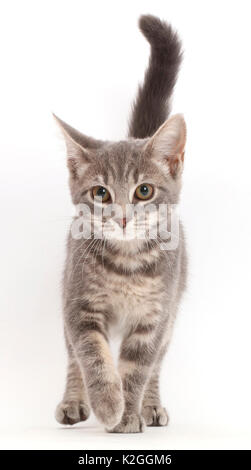 Grey tabby kitten walking. Stock Photo