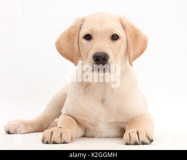 Yellow Labrador Retriever puppy, age 9 weeks, lying with head up. Stock Photo