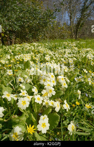 Carpet of Common primroses (Primula vulgaris) and Lesser celandines (Ranunculus ficaria) flowering on a woodland edge, Cornwall, UK, April. Stock Photo