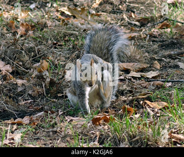 Grey Squirrel Stock Photo