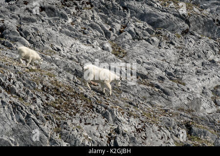 An adult female Mountain Goat (Oreamnos americanus) and young kid  climbing down a treacherous rocky slope in Southeast Alaska, USA. Stock Photo