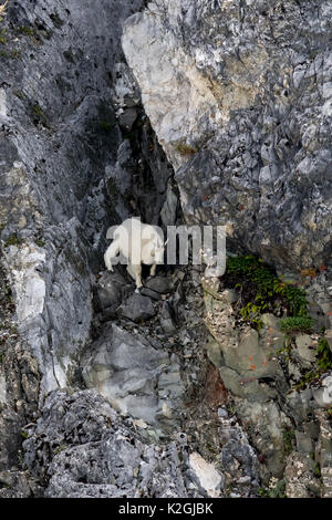 An adult Mountain Goat (Oreamnos americanus) climbing down a treacherous rocky slope. Stock Photo